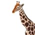 Safari ltd Giraffenfigur