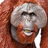 Safari ltd Figura Orangután De Borneo