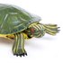 Safari ltd Rotwangen-Schmuckschildkröte Figur