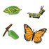 Safari ltd Ciclo Di Vita Di Una Figura Di Farfalla Monarca
